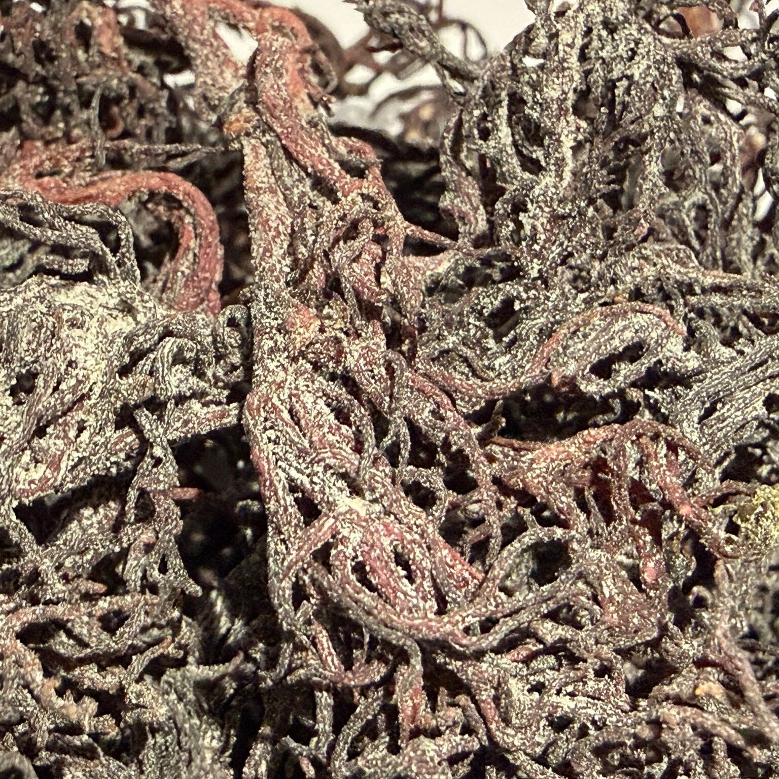 Raw Purple Saint Lucian Seamoss