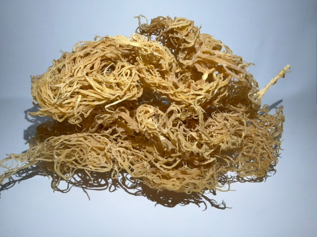 Raw Golden Saint Lucian Seamoss