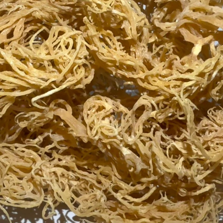 Raw Golden Saint Lucian Seamoss