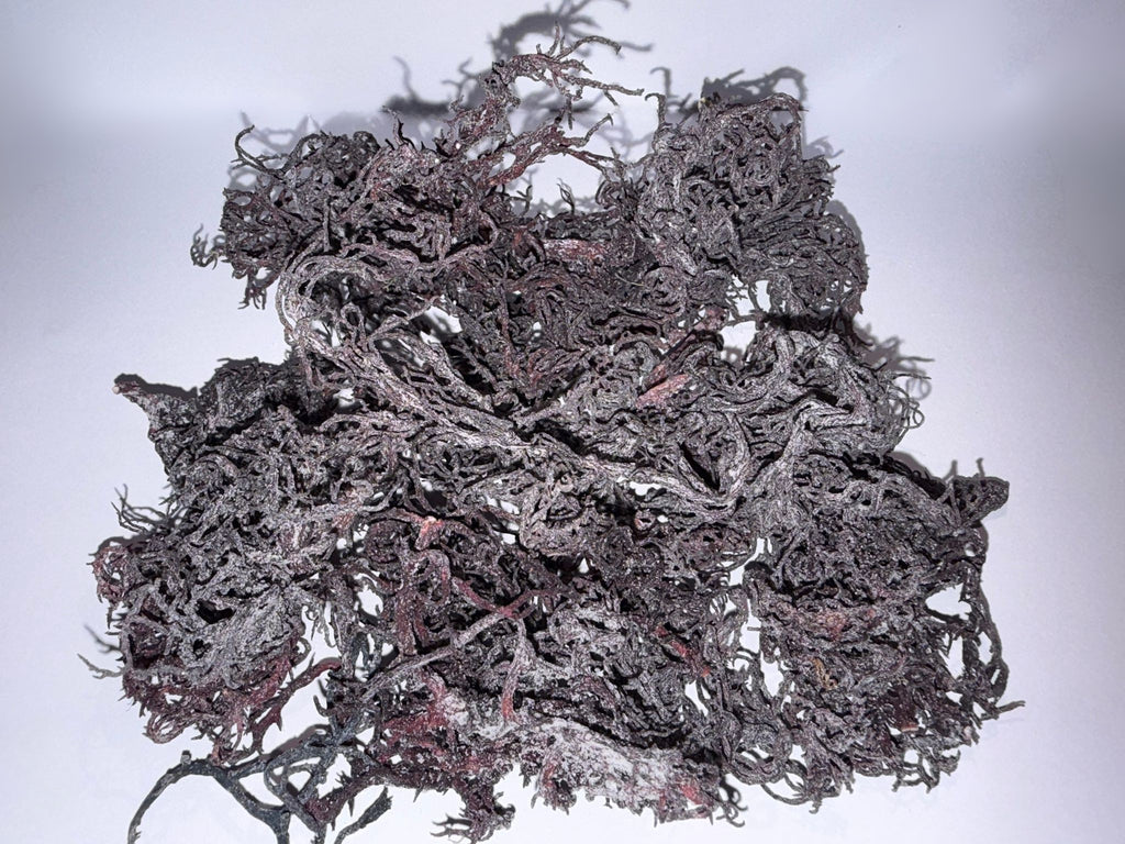 Raw Purple Saint Lucian Seamoss