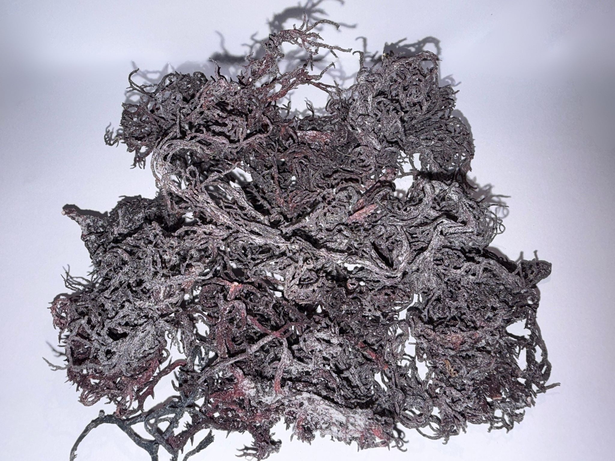 Raw Purple Saint Lucian Seamoss